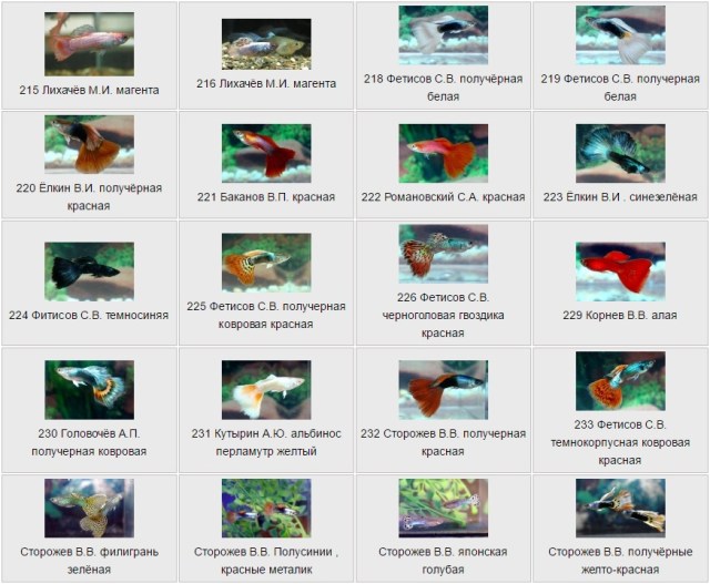 Guppies by Сторожев В.В.