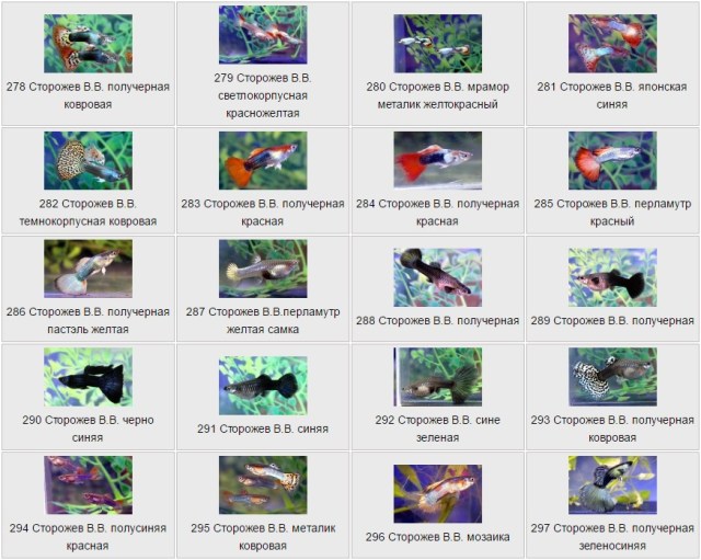 Guppies by Сторожев В.В.