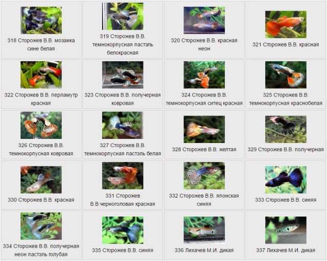 Guppies by Сторожев В.В.