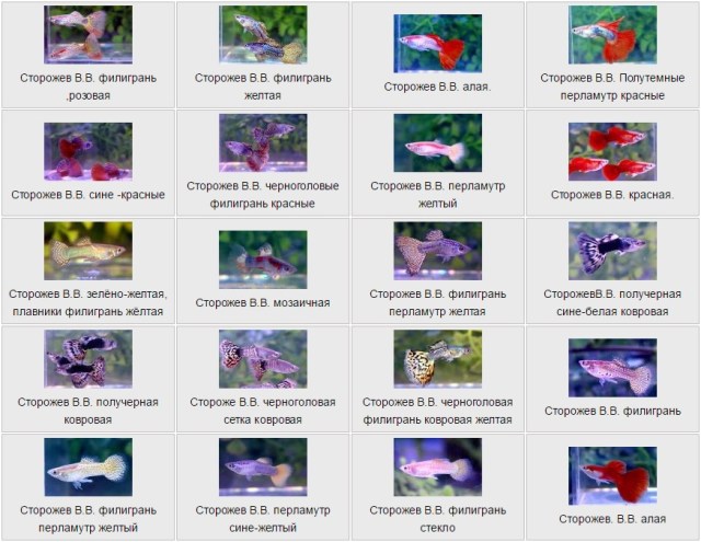 Guppies by Сторожев В.В.