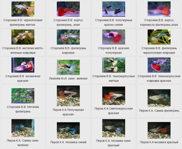 Guppies by Сторожев В.В.