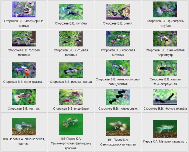 Guppies by Сторожев В.В.