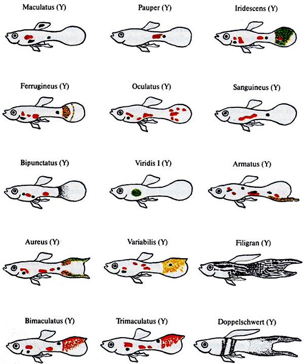 Guppies unique monograph VS Kirpichnikova