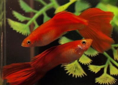 Moscow scarlet guppies by V V Storozhev