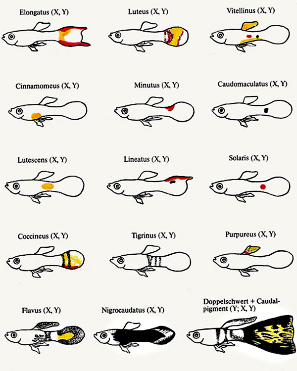 Russian genetics and breeding of guppy fish