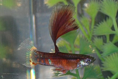 Russian transparent tail guppy