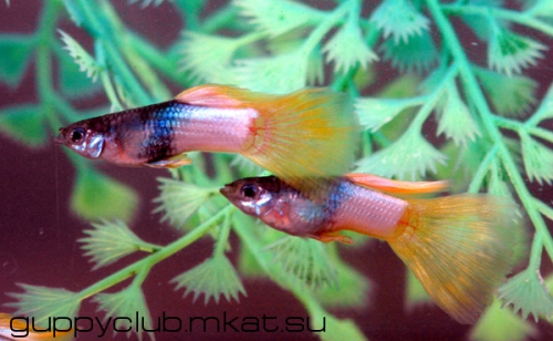 Yellow Metallic guppy guppies