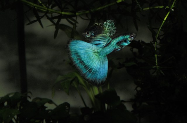 Moscow Tiger guppy vs. Moscow Blue - Green guppy