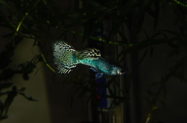 Moscow Tiger guppy