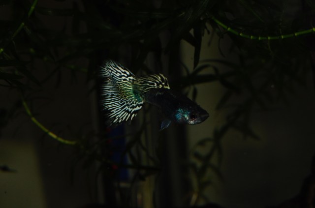 Moscow Tiger guppy