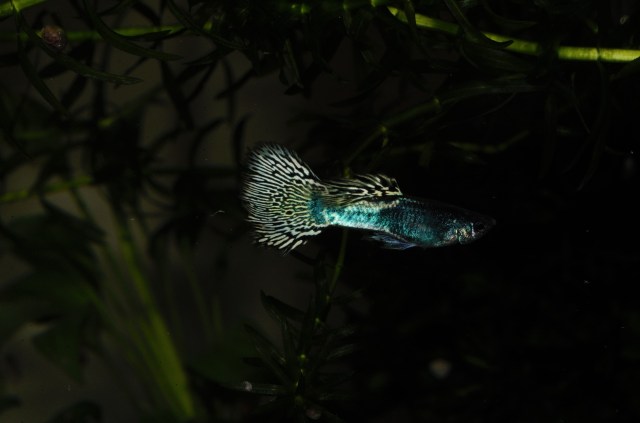 Moscow Tiger guppy