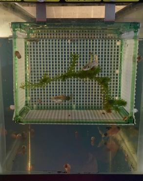 mrijestilica kotilica za gupike gupije