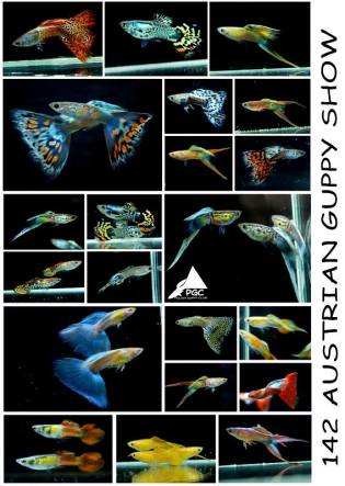 by Waldemar Kołecki