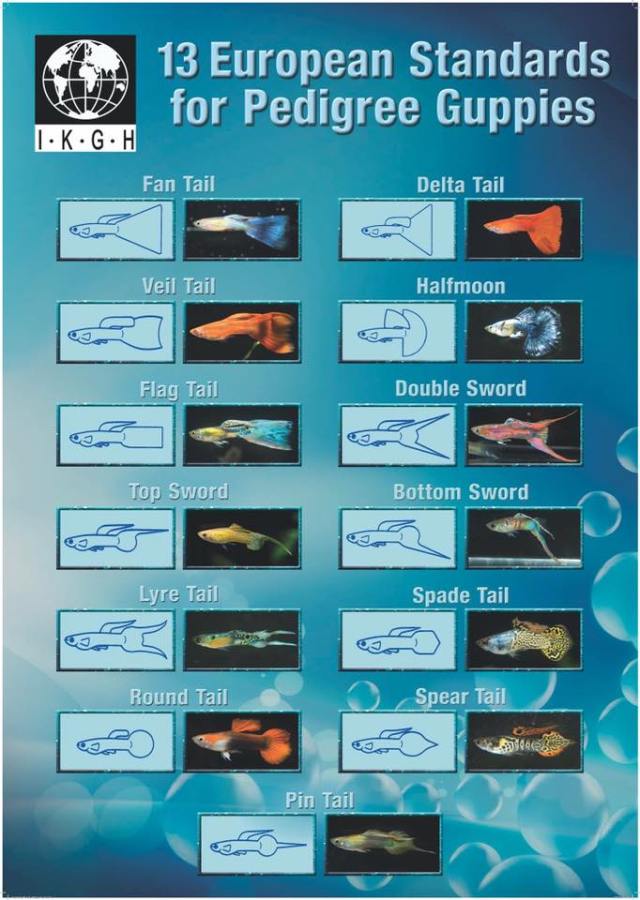 IKGH European guppy standards