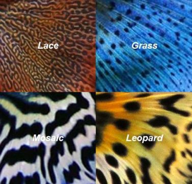Guppy tail colors