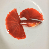 Halfmoon gupika sa perajima u obliku polu mijeseca