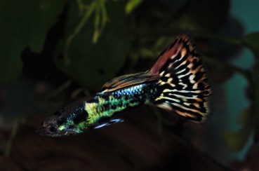 Japanski zmaj gupi gupika trouglastog repa