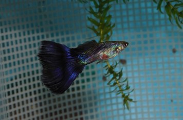 Ljubicasta gupi gupika trouglastog repa