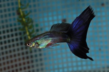 Ljubicasta gupi gupika trouglastog repa