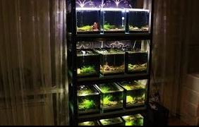 Stalaze sa akvarijumima za uzgoj ribica gupi gupija gupika