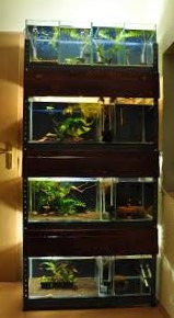 Stalaze sa akvarijumima za uzgoj ribica gupi gupija gupika