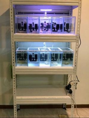 Stalaze sa akvarijumima za uzgoj ribica gupi gupija gupika