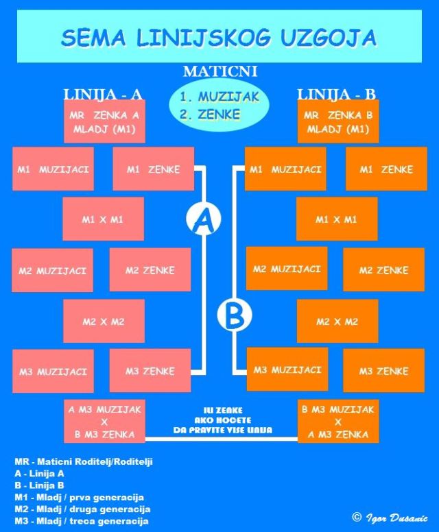 SEMA LINIJSKOG UZGOJA GUPIJA GUPIKA AKVARIJUMSKIH RIBICA