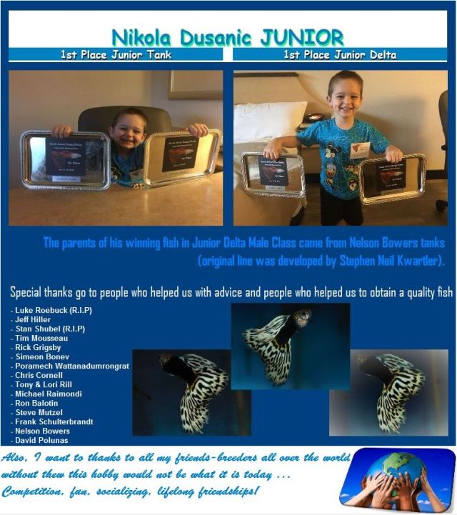 Nikola Dusanic IFGA show quality guppy