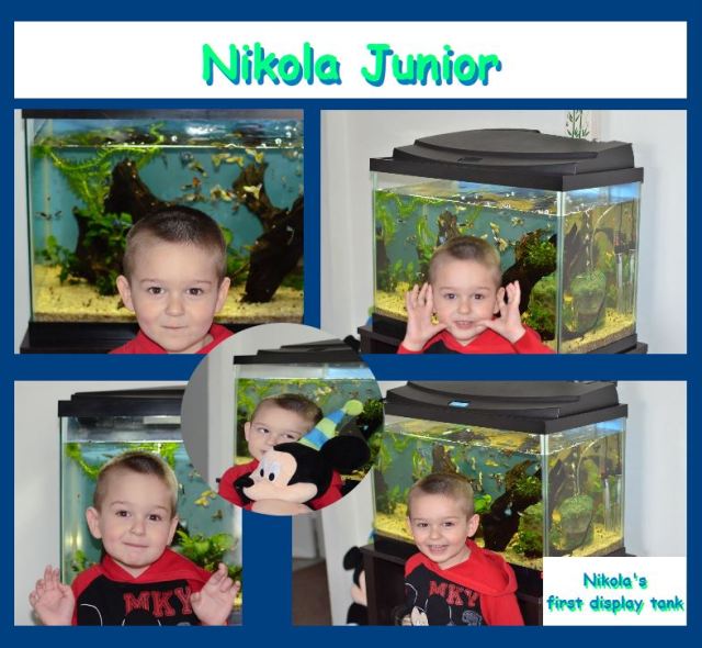 Nikola's first display show guppies tank