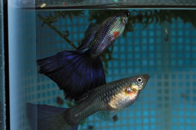 Purple Delta show quality pair