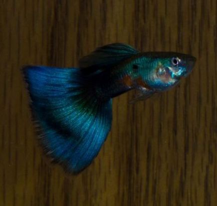 Shubel's Blue Delta line