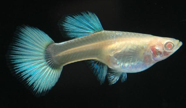 Albino gupi gupiji gupika gupike