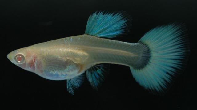 Albino gupi gupiji gupika gupike