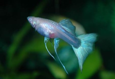 Albino gupi gupiji gupika gupike