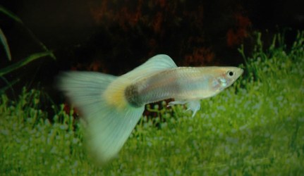 Blans Blansirana Blond gupika gupike