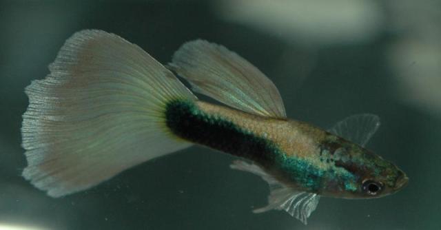 California Full Gold guppy guppies