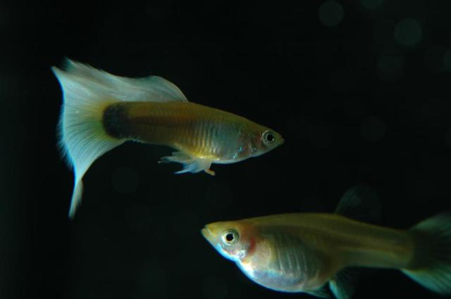 Half Black Pastel Blond guppies
