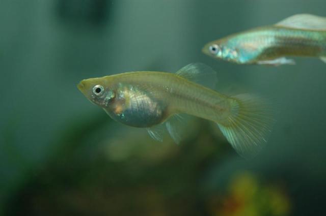 Half Black Pastel Blond guppies