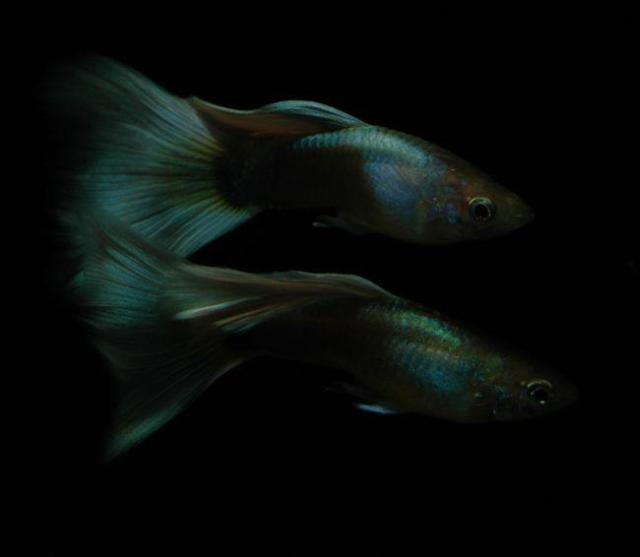 Half Black Pastel Blond guppies