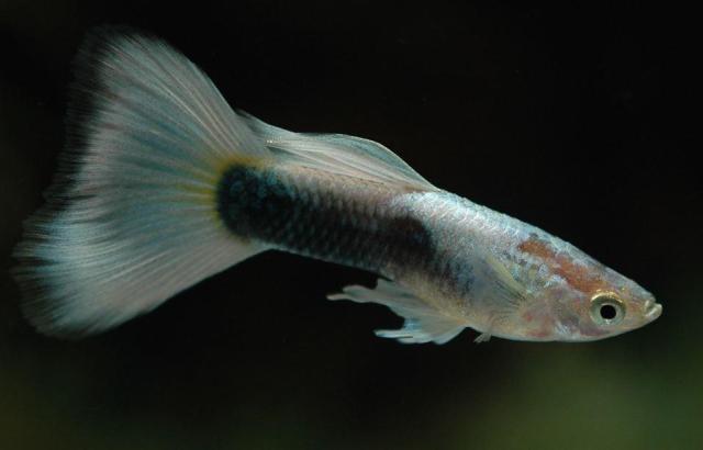 Half Black Platinum guppy