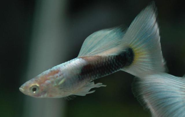Half Black Platinum guppy