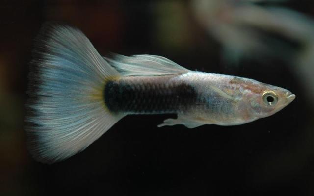 Half Black Platinum guppy