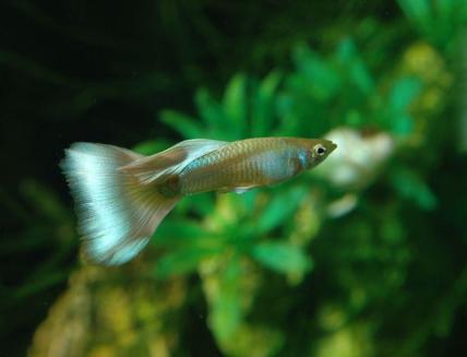 Igorova gupi gupika gupike gupiji