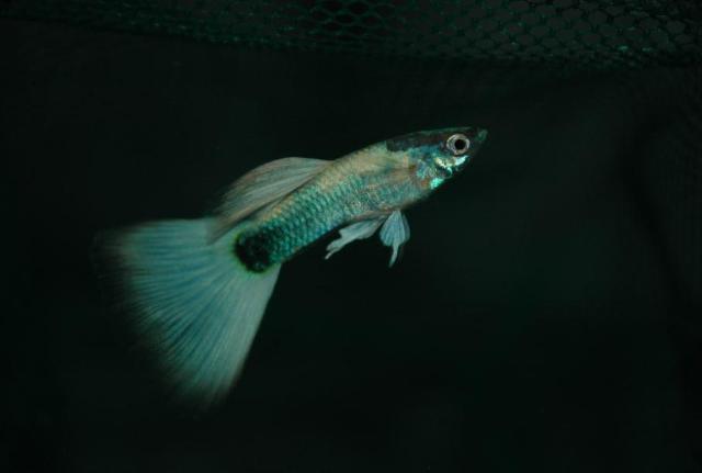 Kalifornijska Polu Crna Zlatna gupika