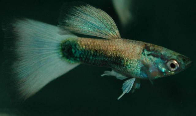 Kalifornijska Potpuno Zlatna Polu Crna gupika