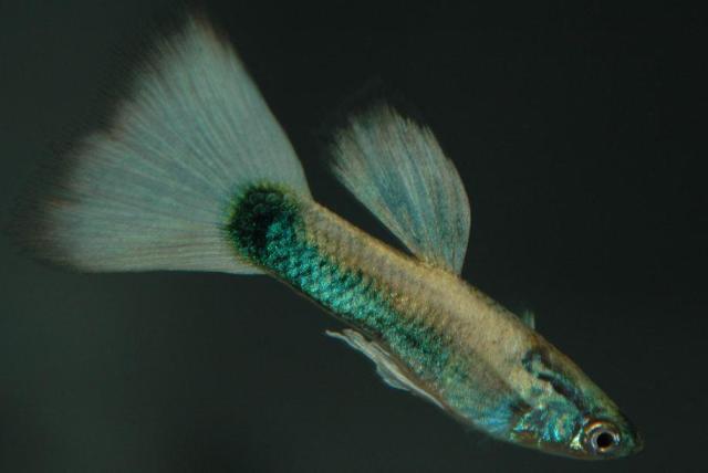 Kalifornijska Potpuno Zlatna Polu Crna gupika