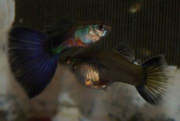 Ljubicaste gupike trouglastog repa