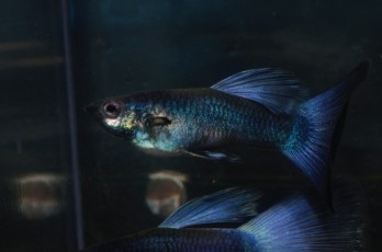 Ljubicaste Moskovske gupike