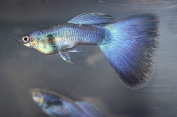 Ljubicaste Moskovske gupike