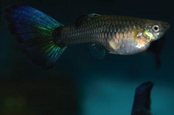 Ljubicaste Moskovske gupike